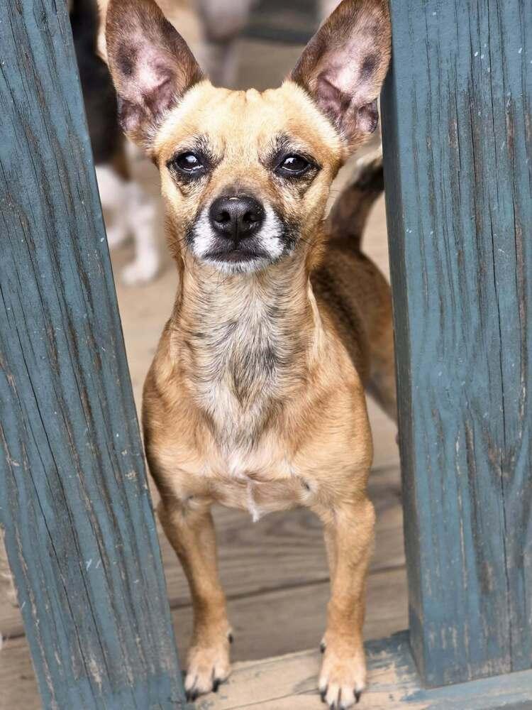 Teddy Rupert, a Adoptable Chihuahua in Chattanooga, TN image 5/5