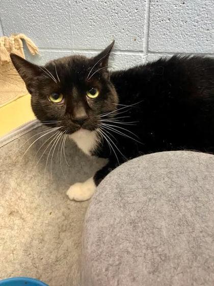 Enlarge Zero, a Adoptable mixed breed in Munster, IN image 1/1