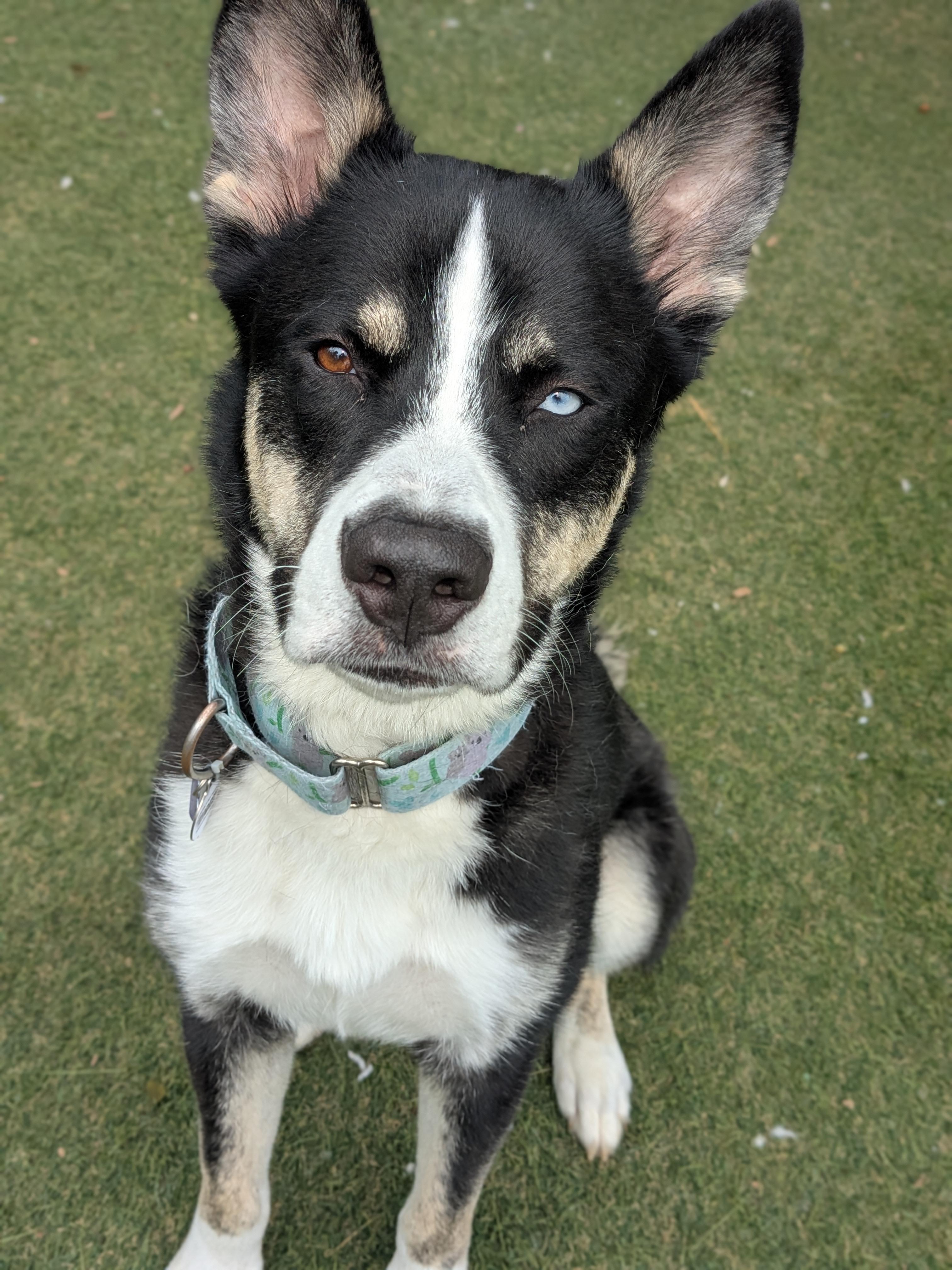 Phineas, a ADOPTABLE mixed breed in Sudbury, MA image 3/3