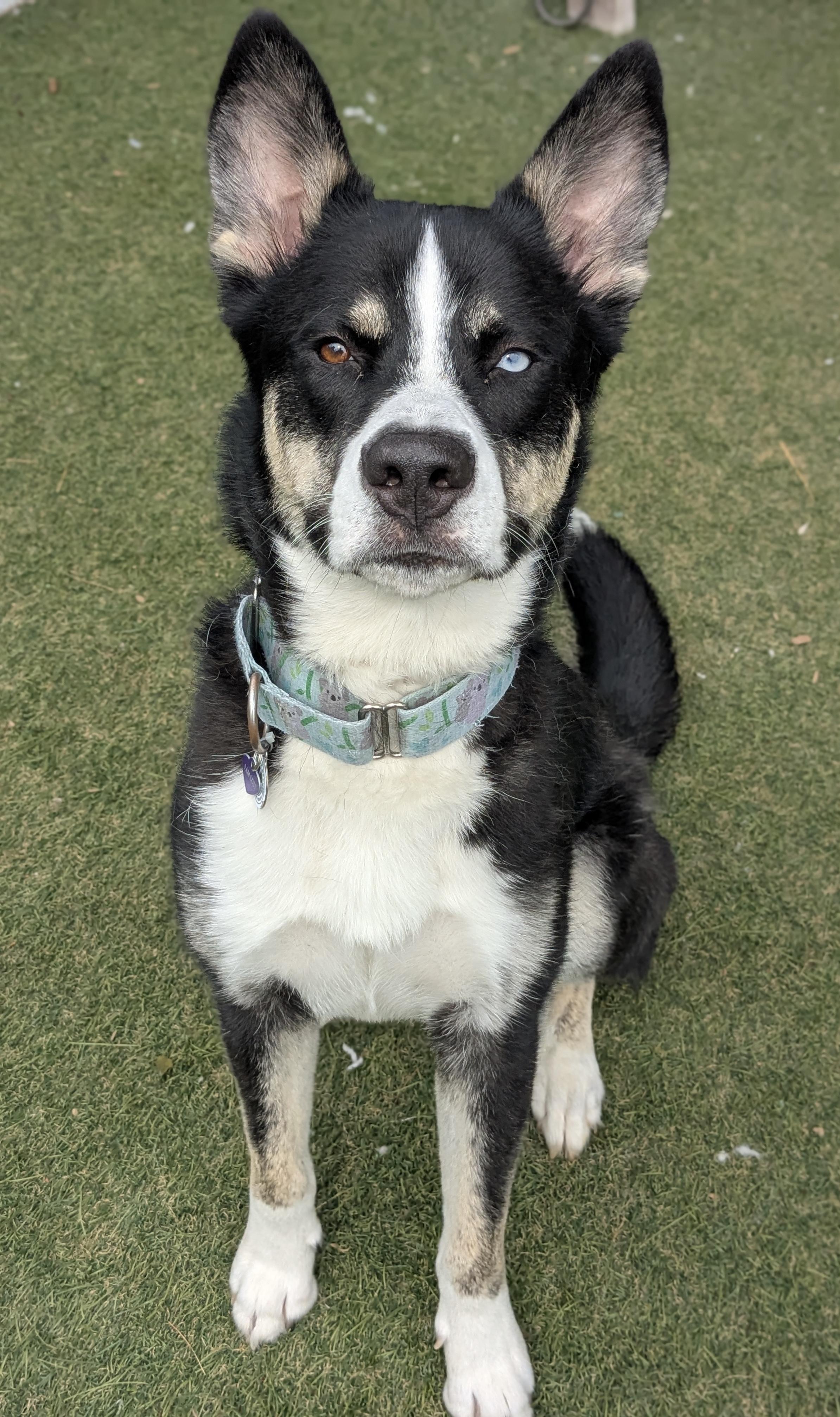 Phineas, a ADOPTABLE mixed breed in Sudbury, MA image 1/3
