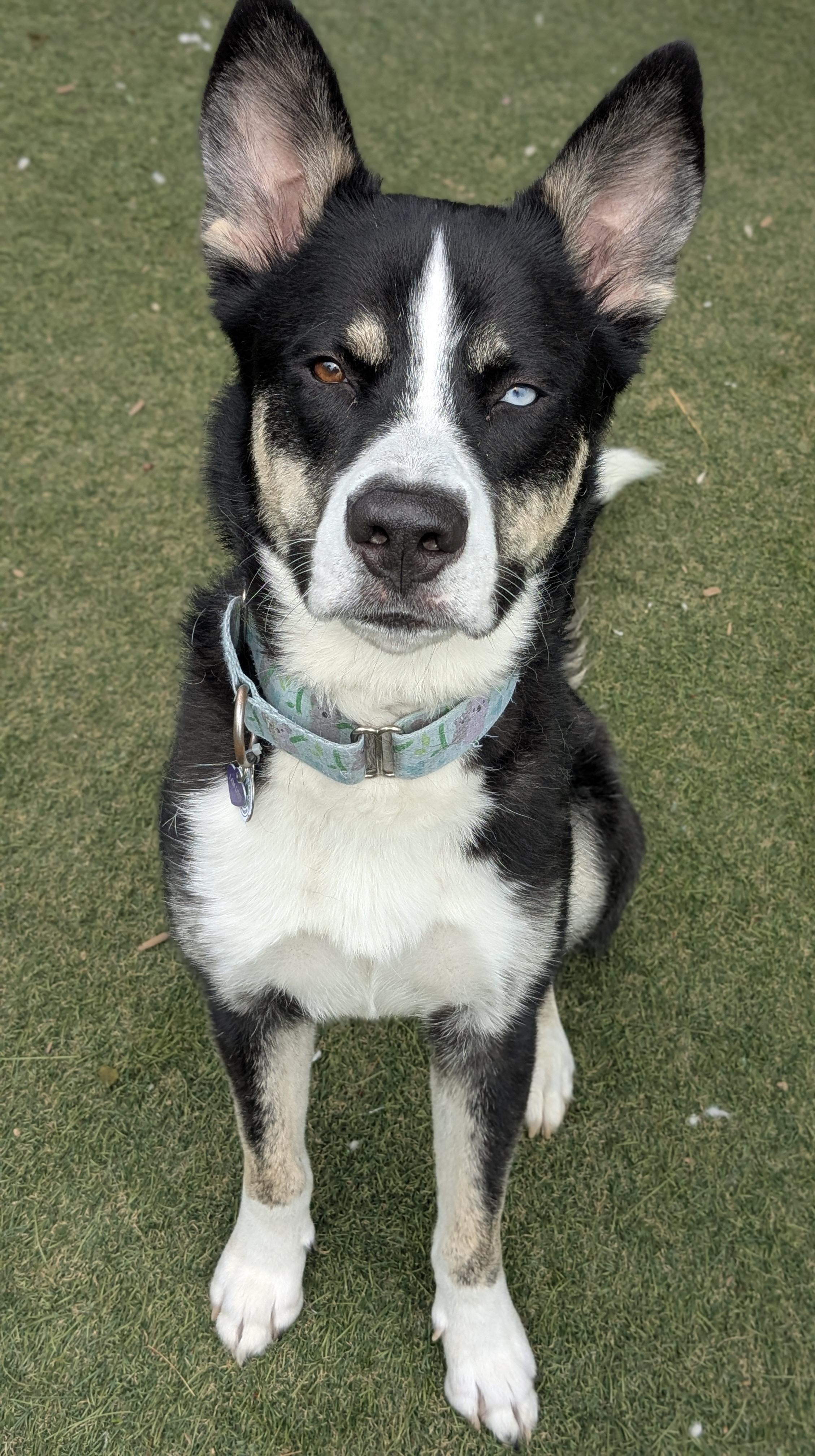 Phineas, a ADOPTABLE mixed breed in Sudbury, MA image 2/3
