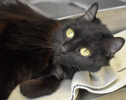 Aurora, Adoptable, Adult Female Domestic Long Hair.