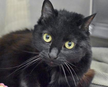 Aurora, Adoptable, Adult Female Domestic Long Hair.