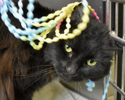 Enlarge Aurora, a Adoptable Domestic Long Hair in West Seneca, NY image 2/3