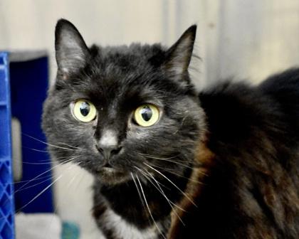 Enlarge Aurora, a Adoptable Domestic Long Hair in West Seneca, NY image 3/3