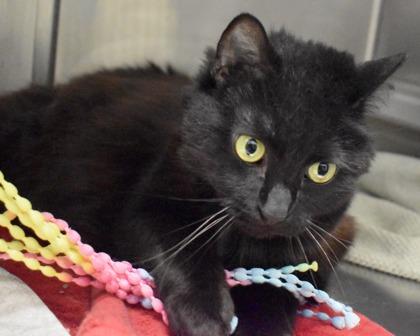Aurora, a Adoptable Domestic Long Hair in West Seneca, NY image 2/3