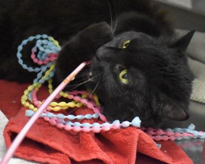 Aurora, a Adoptable Domestic Long Hair in West Seneca, NY image 3/3