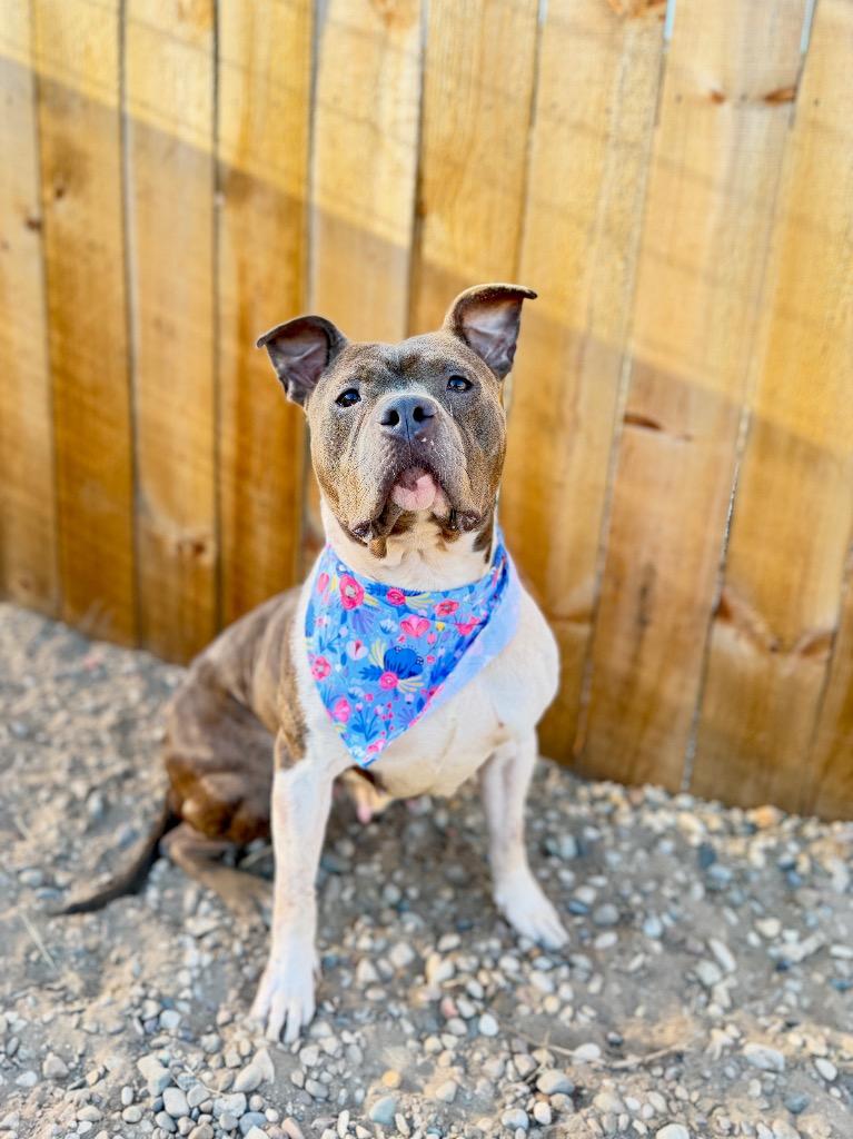 C11- Bellatrix, Adoptable, Young Female Mixed Breed.