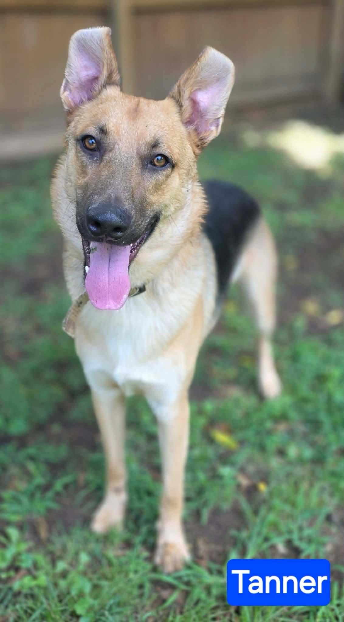 Enlarge Tanner, a Adoptable German Shepherd Dog in Spring Hill, TN image 3/6
