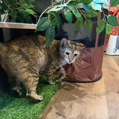 Enlarge 0525-57 Lollipop, a Adoptable Domestic Short Hair in Abingdon, MD image 1/6