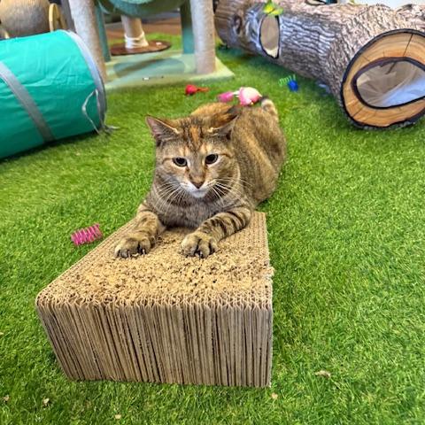 Enlarge 0525-57 Lollipop, a Adoptable Domestic Short Hair in Abingdon, MD image 3/6