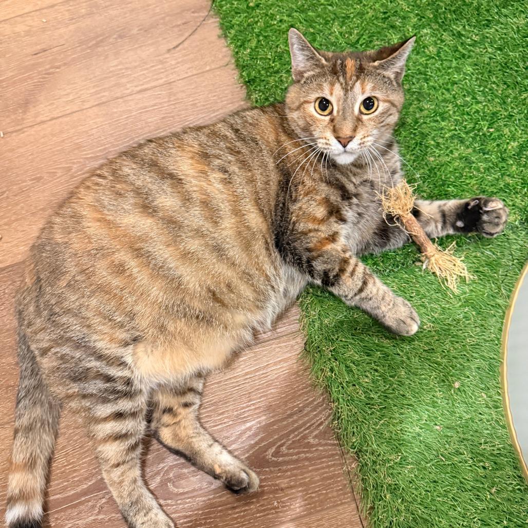 Enlarge 0525-57 Lollipop, a Adoptable Domestic Short Hair in Abingdon, MD image 4/6