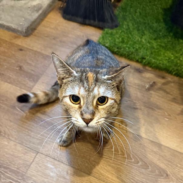 Enlarge 0525-57 Lollipop, a Adoptable Domestic Short Hair in Abingdon, MD image 5/6