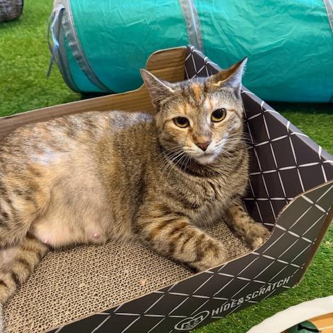 Enlarge 0525-57 Lollipop, a Adoptable Domestic Short Hair in Abingdon, MD image 6/6