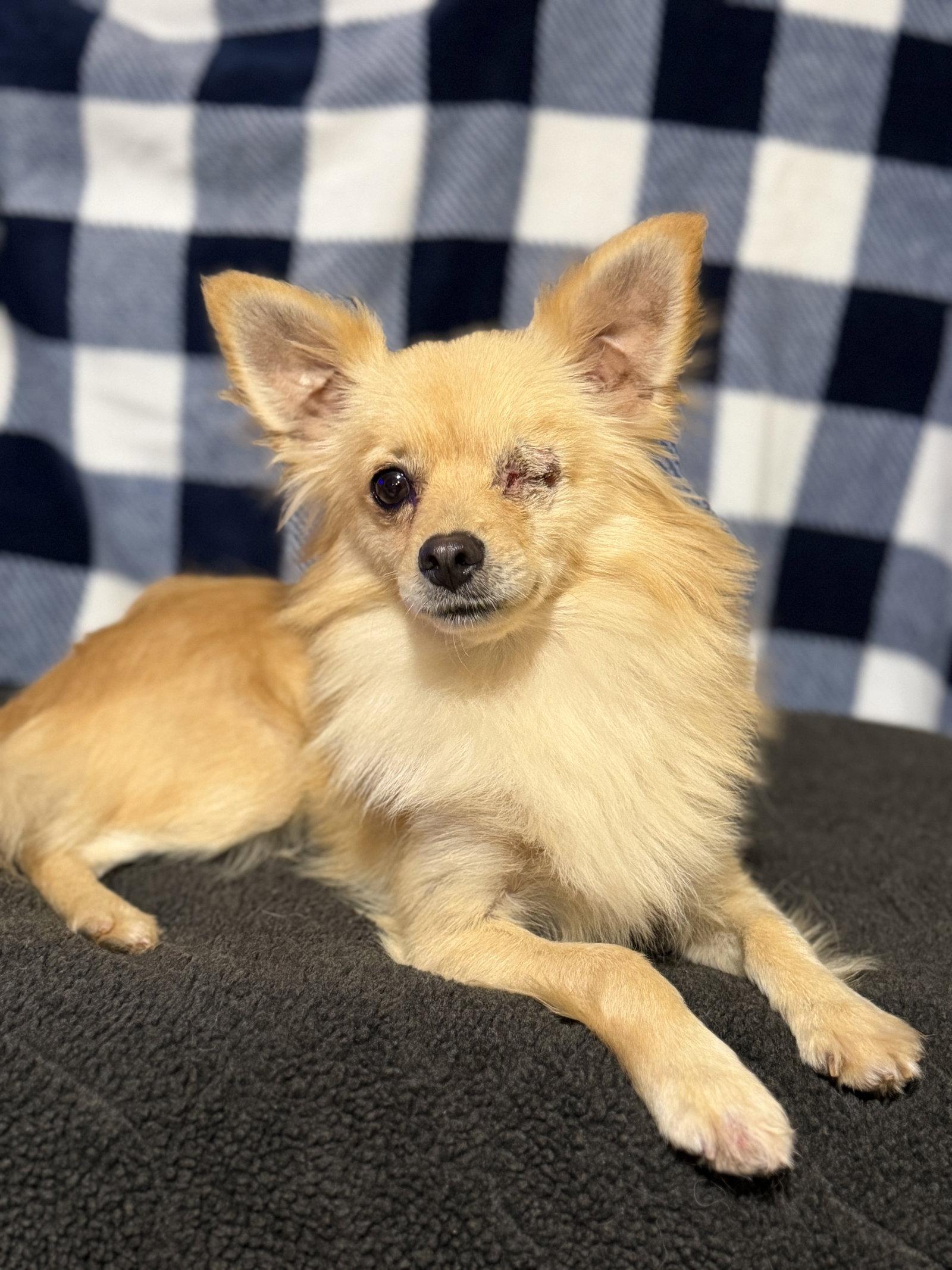 Rambo, Adoptable, Young Male Pomeranian & Chihuahua.