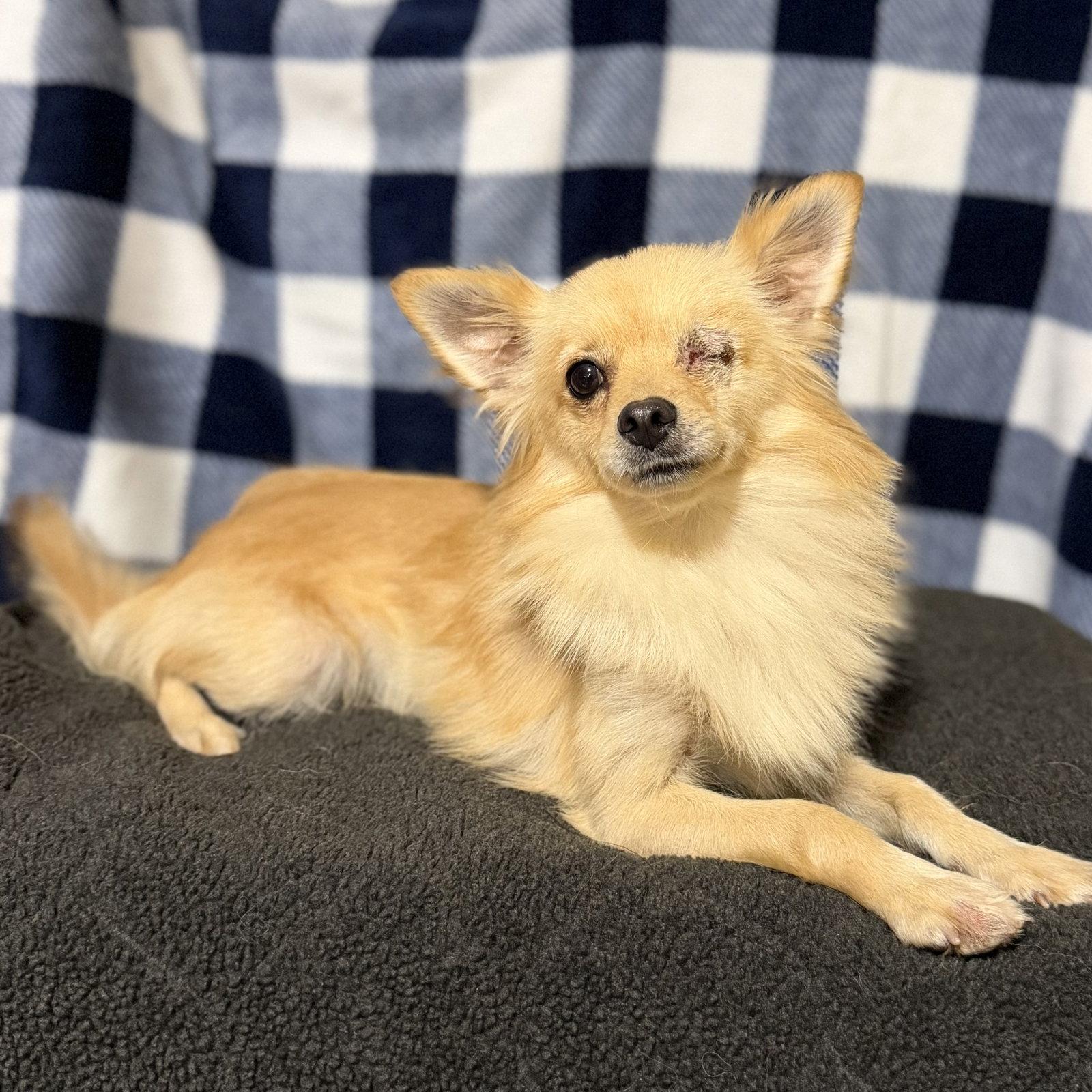 Rambo, a Adoptable mixed breed in Garland, TX image 2/3