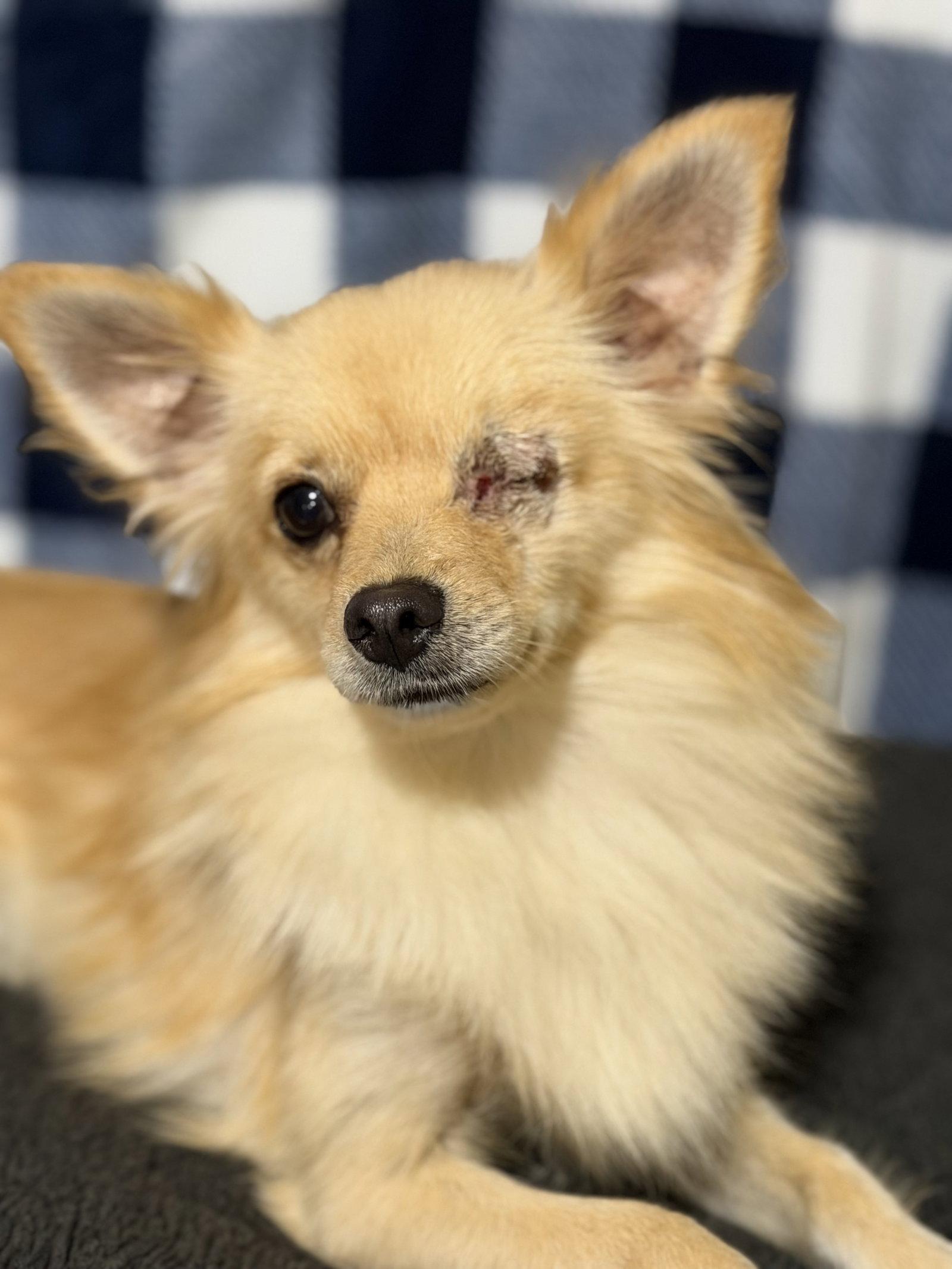 Rambo, a Adoptable mixed breed in Garland, TX image 3/3