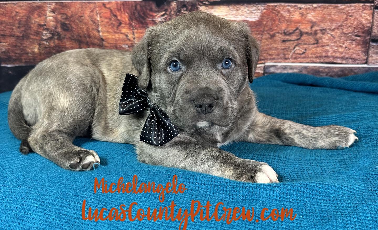 Enlarge Michelangelo, an adopted mixed breed in Toledo, OH image 2/2