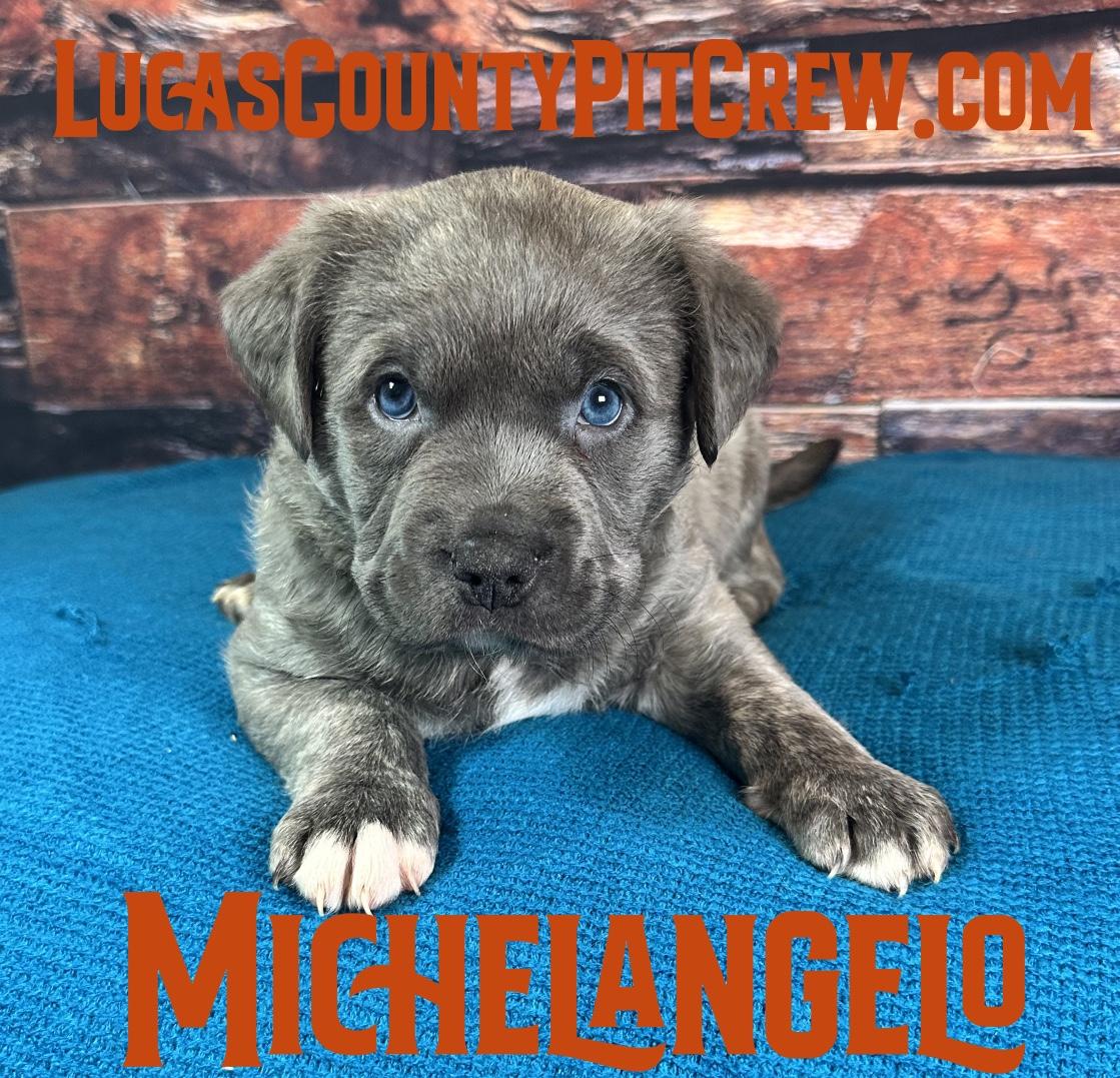 Enlarge Michelangelo, an adopted mixed breed in Toledo, OH image 1/2