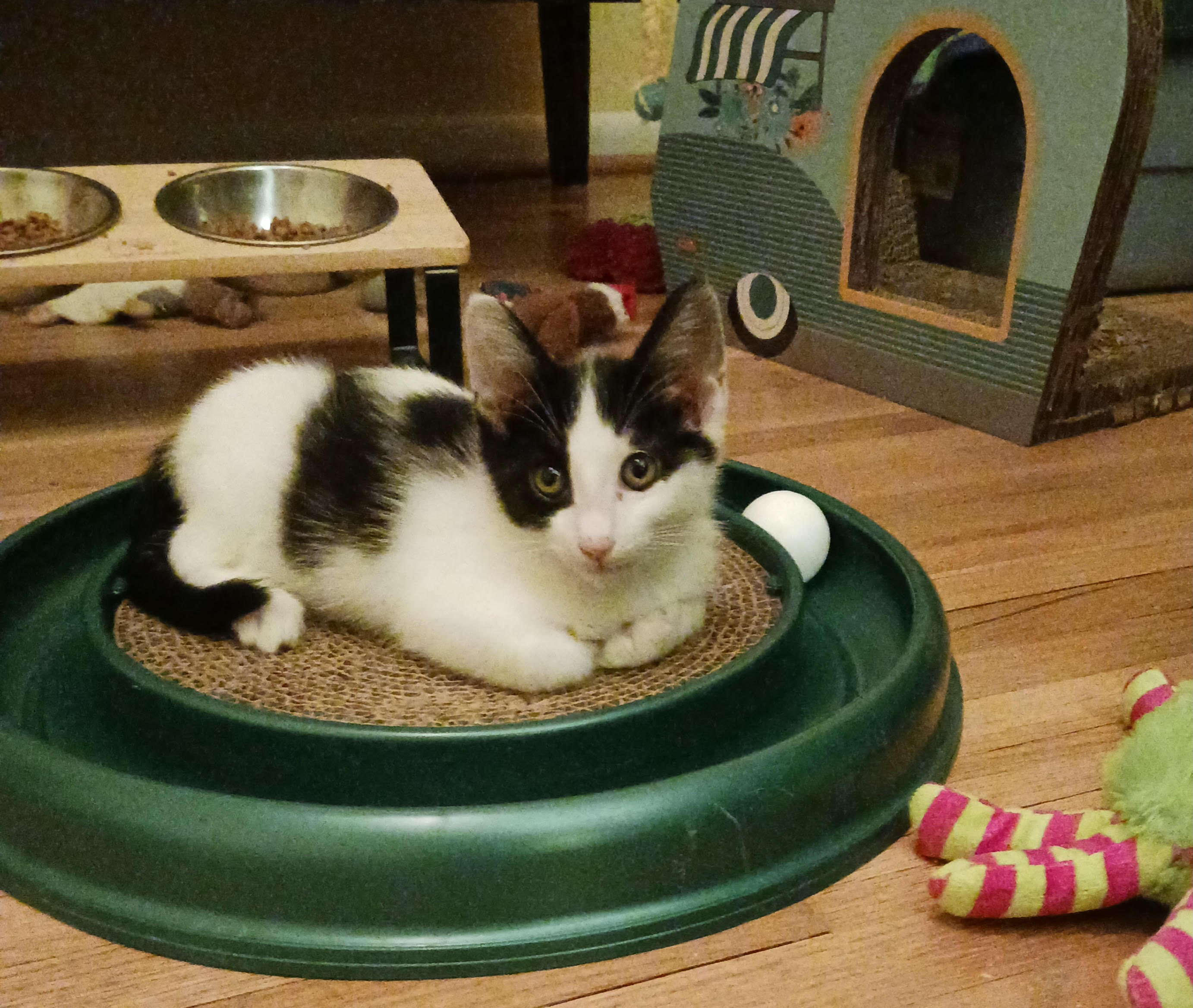 Andre — thumbnail 5