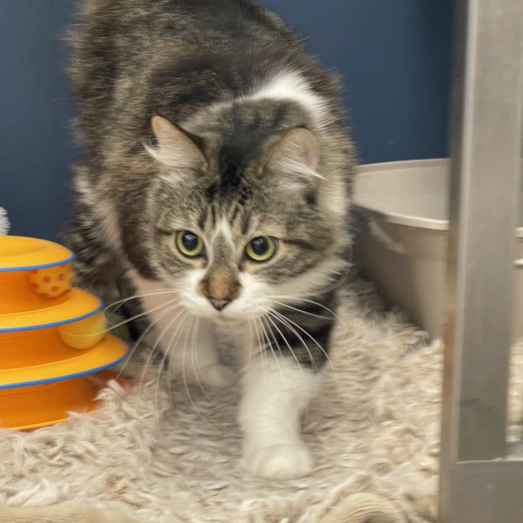 Leo, Adoptable, Senior Male Domestic Medium Hair.