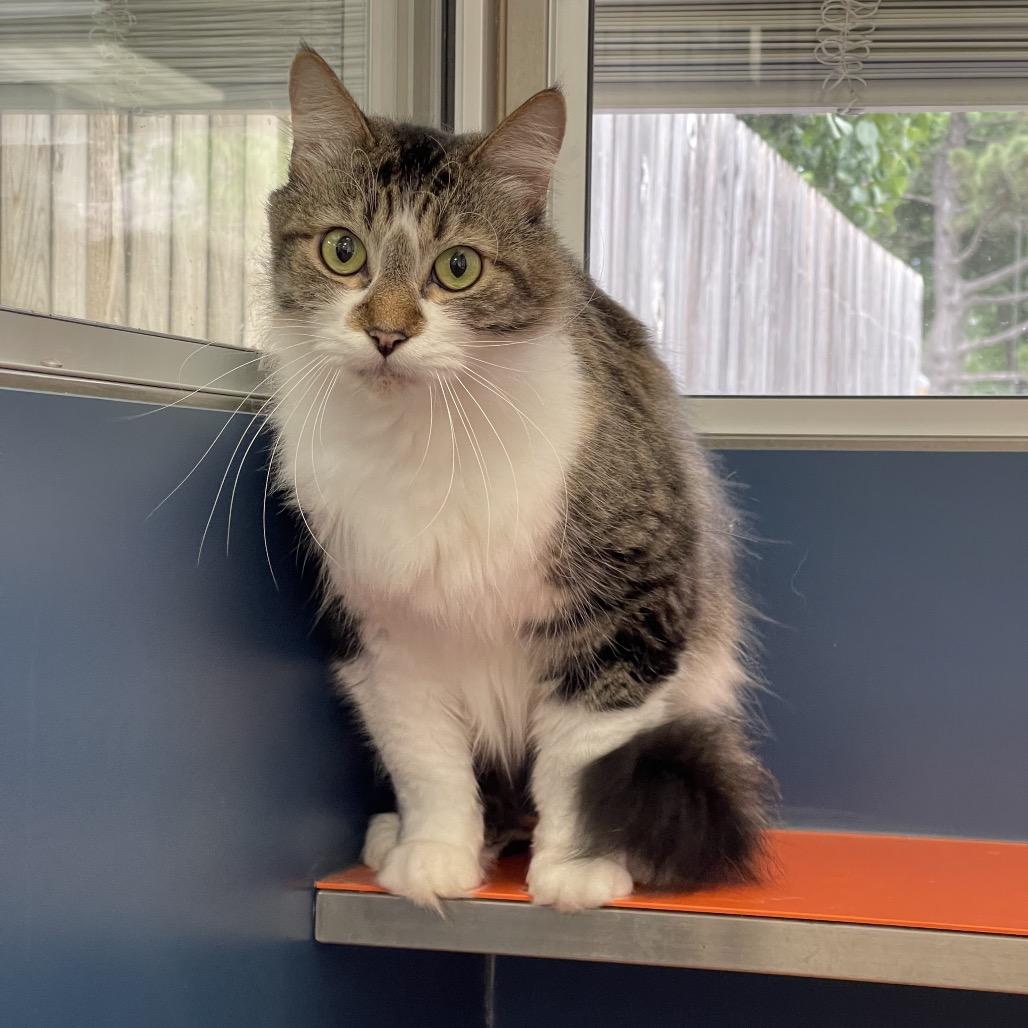Enlarge Leo, a Adoptable Domestic Medium Hair in Tulsa, OK image 2/5