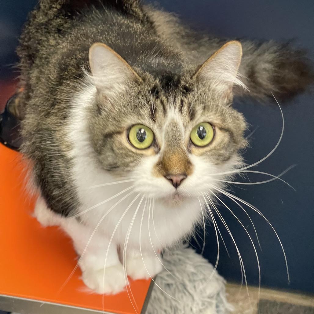 Enlarge Leo, a Adoptable Domestic Medium Hair in Tulsa, OK image 3/5