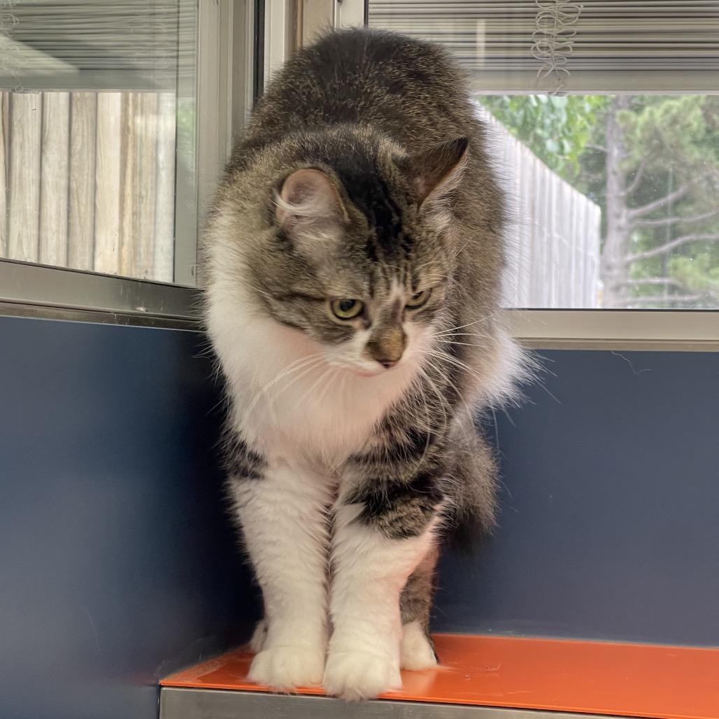 Enlarge Leo, a Adoptable Domestic Medium Hair in Tulsa, OK image 4/5
