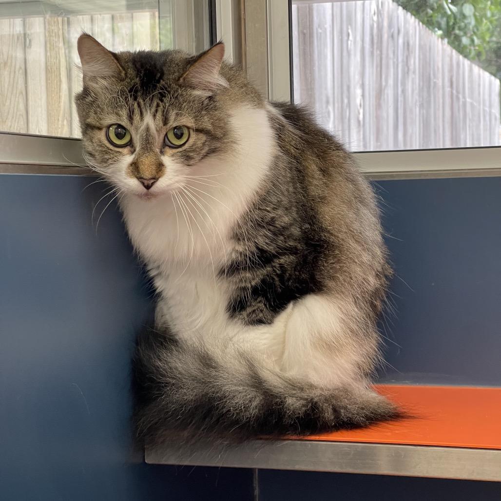 Enlarge Leo, a Adoptable Domestic Medium Hair in Tulsa, OK image 5/5