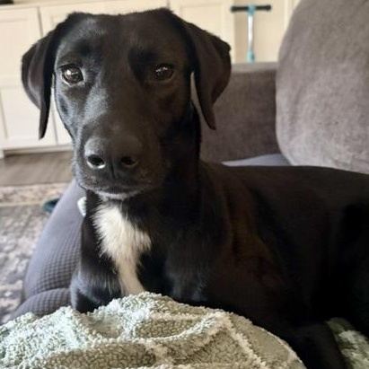 Chip, ADOPTABLE, Young Male Labrador Retriever.