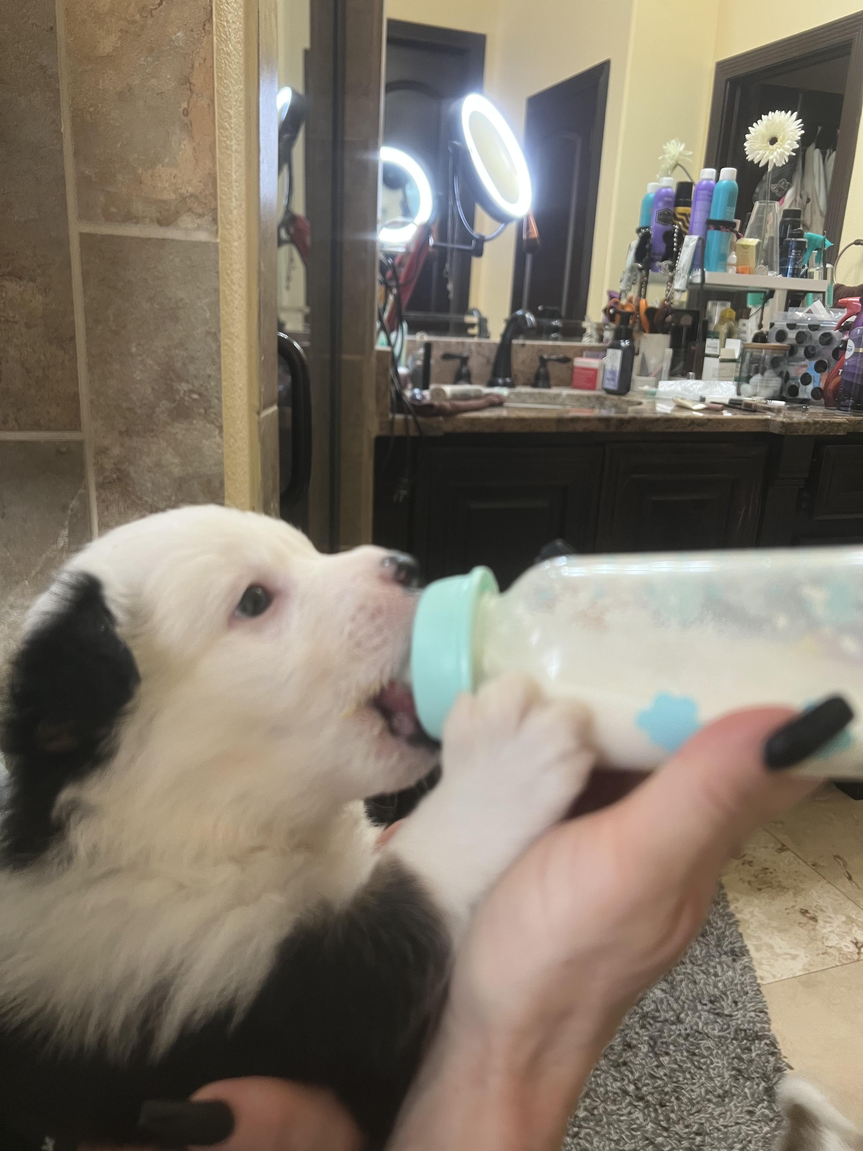 Mike, a Adopted Australian Shepherd in El Paso, TX image 3/6
