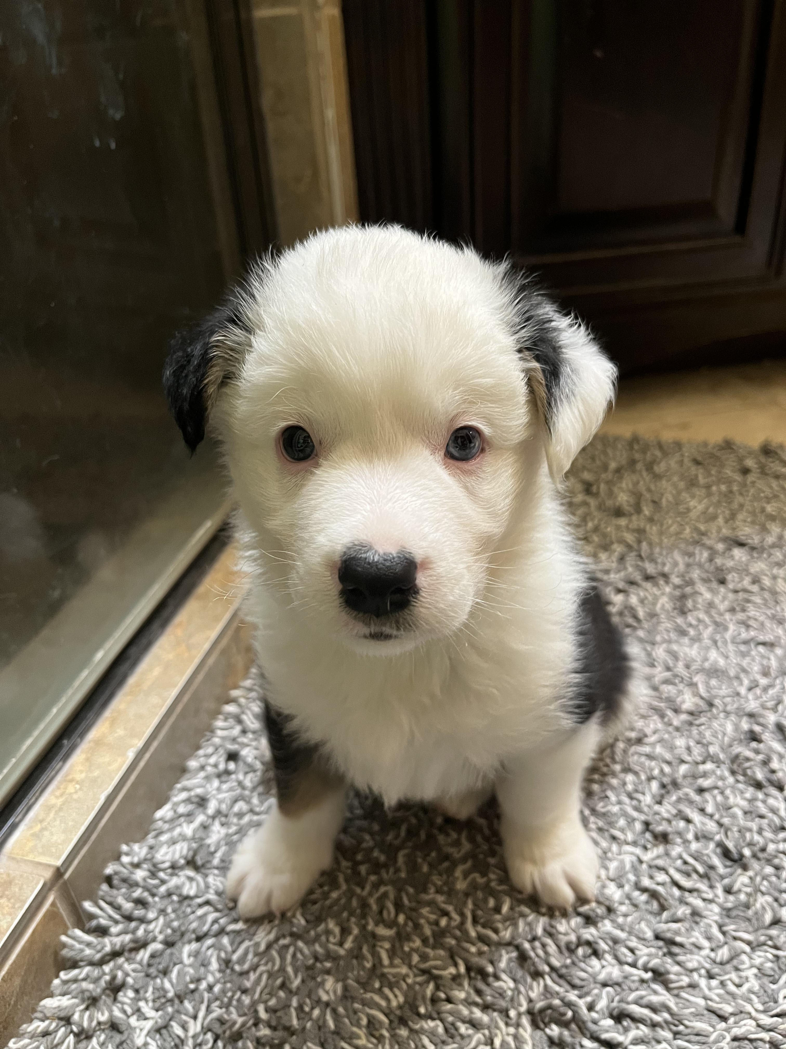Mike, Adopted, Puppy Male Australian Shepherd.