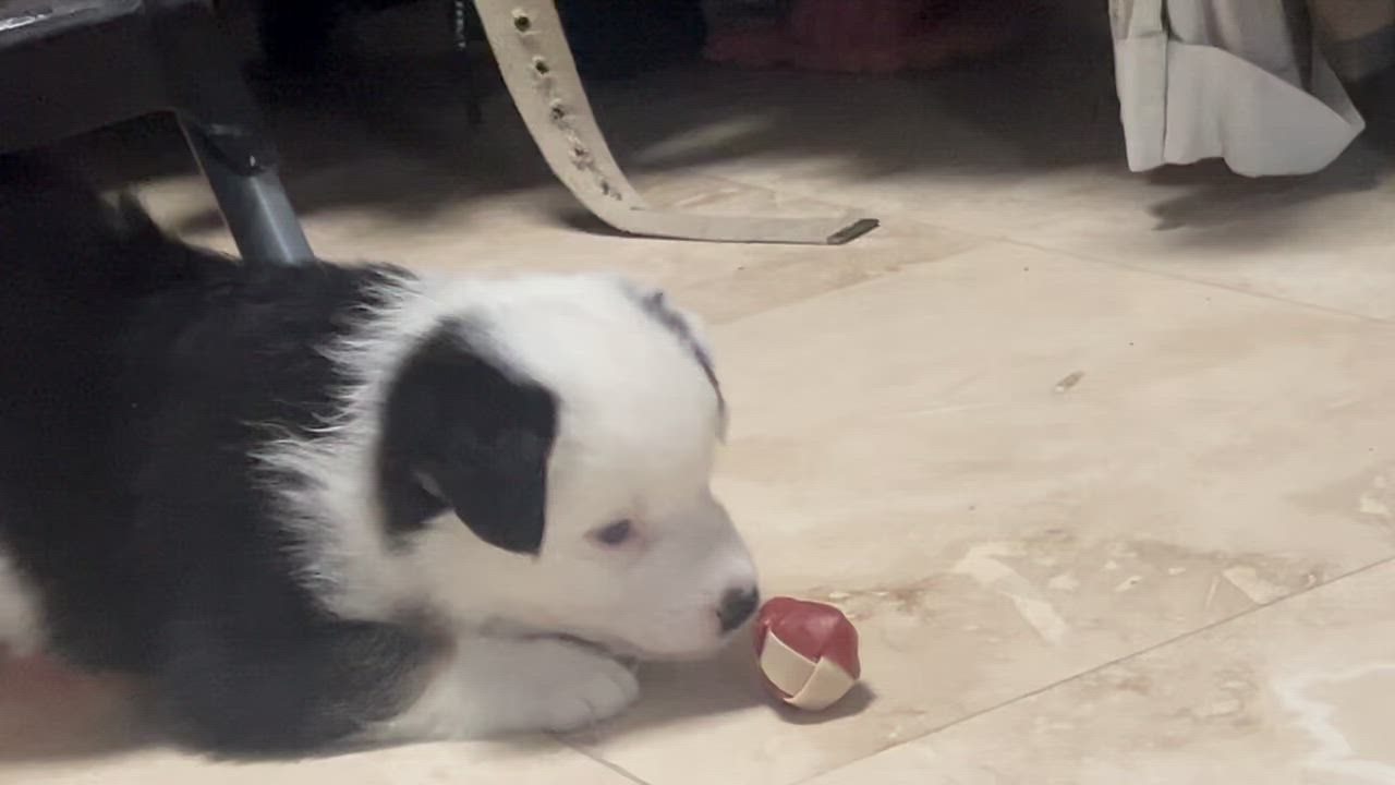 Enlarge Mike, a Adopted Australian Shepherd in El Paso, TX video 4/6