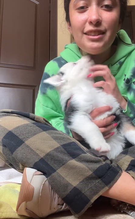 Enlarge Mike, a Adopted Australian Shepherd in El Paso, TX video 5/6