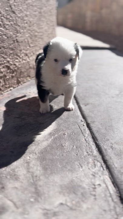 Enlarge Mike, a Adopted Australian Shepherd in El Paso, TX video 2/6