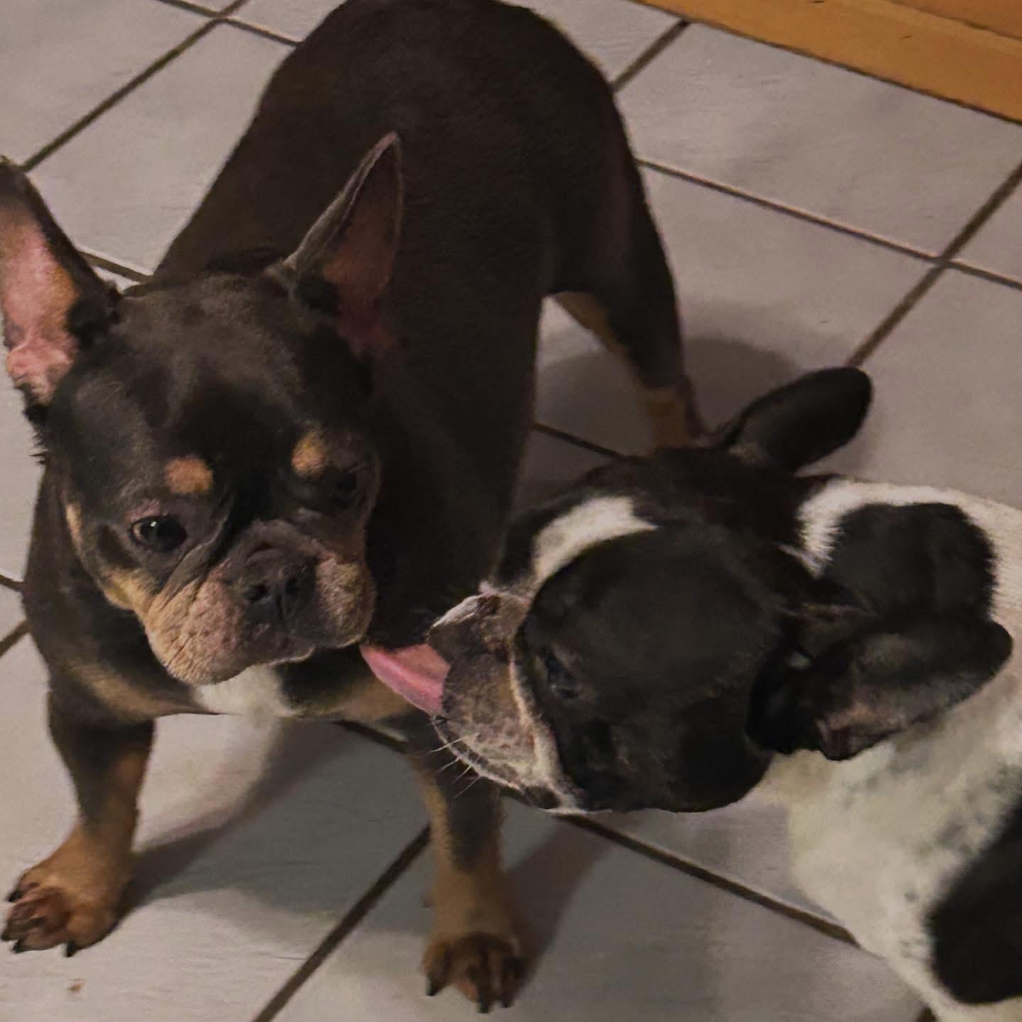 Enlarge Helene, an adopted French Bulldog in West Falls, NY image 3/3