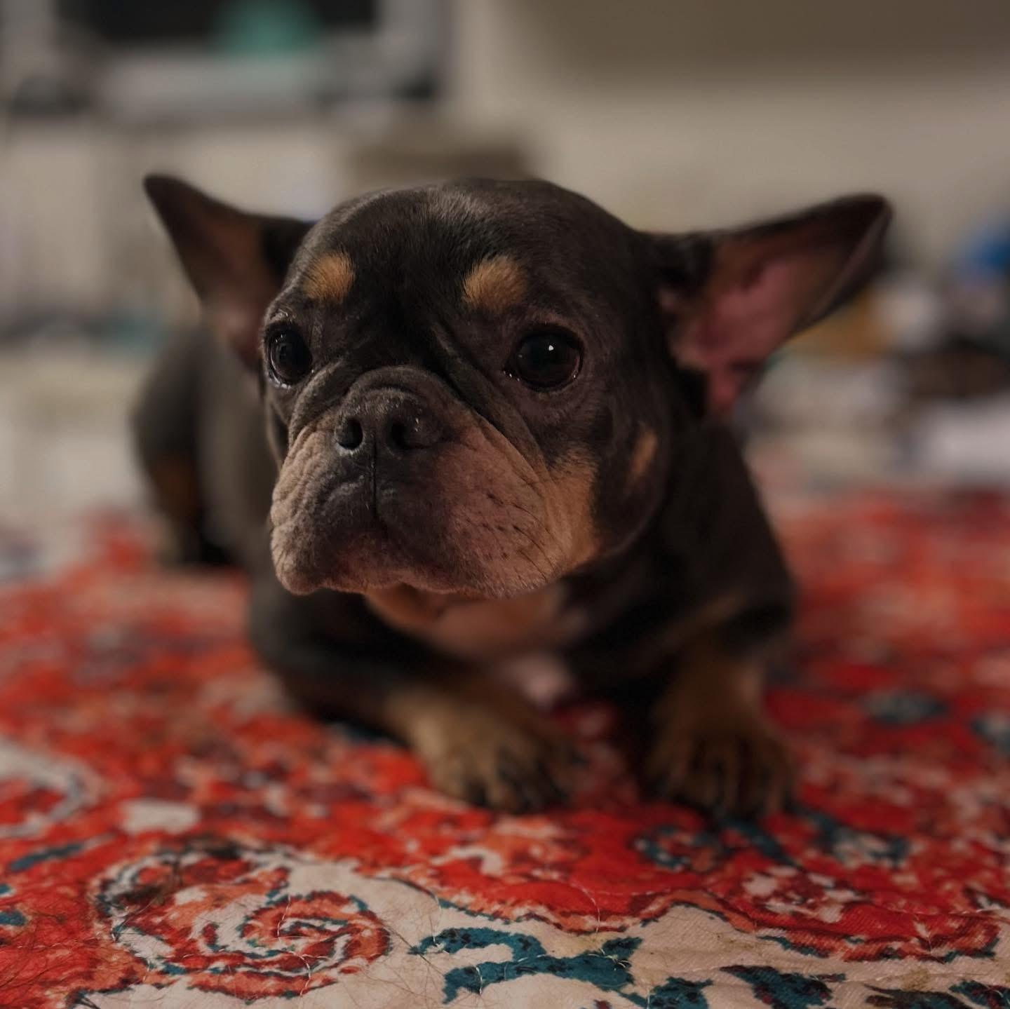 Enlarge Helene, an adopted French Bulldog in West Falls, NY image 2/3