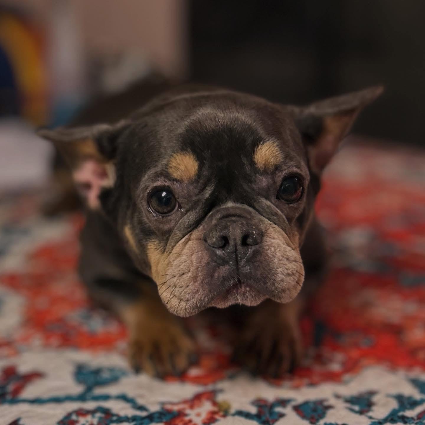 Helene, adopted, Young Female French Bulldog.