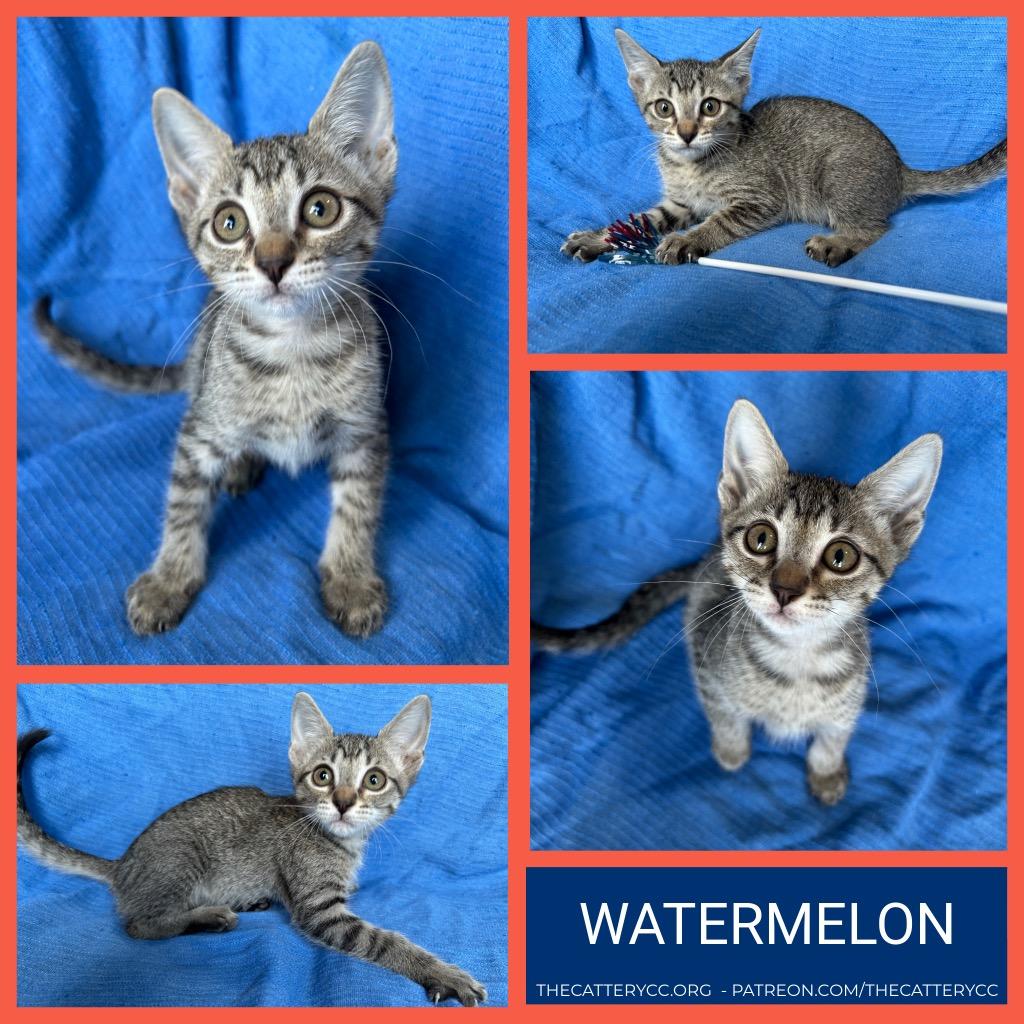 Enlarge Watermelon, a Adoptable mixed breed in Corpus Christi, TX image 1/1