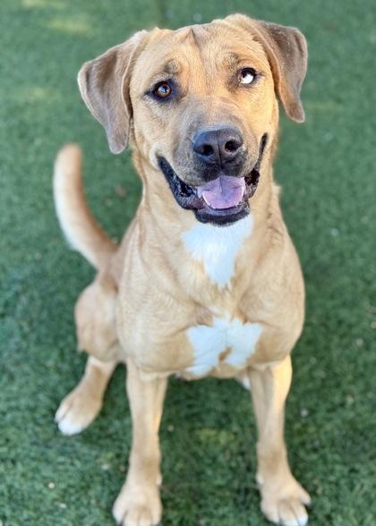 Baylee, Adoptable, Young Female Rhodesian Ridgeback.