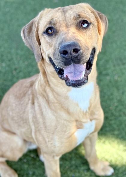 Enlarge Baylee, a Adoptable mixed breed in Red Bluff, CA image 2/3