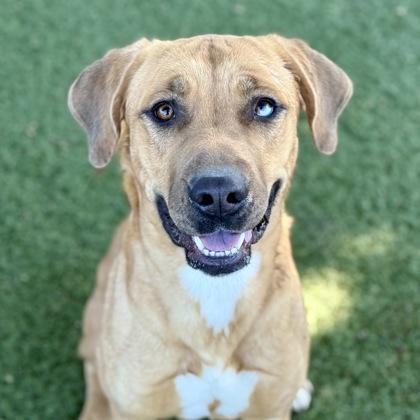 Enlarge Baylee, a Adoptable mixed breed in Red Bluff, CA image 3/3