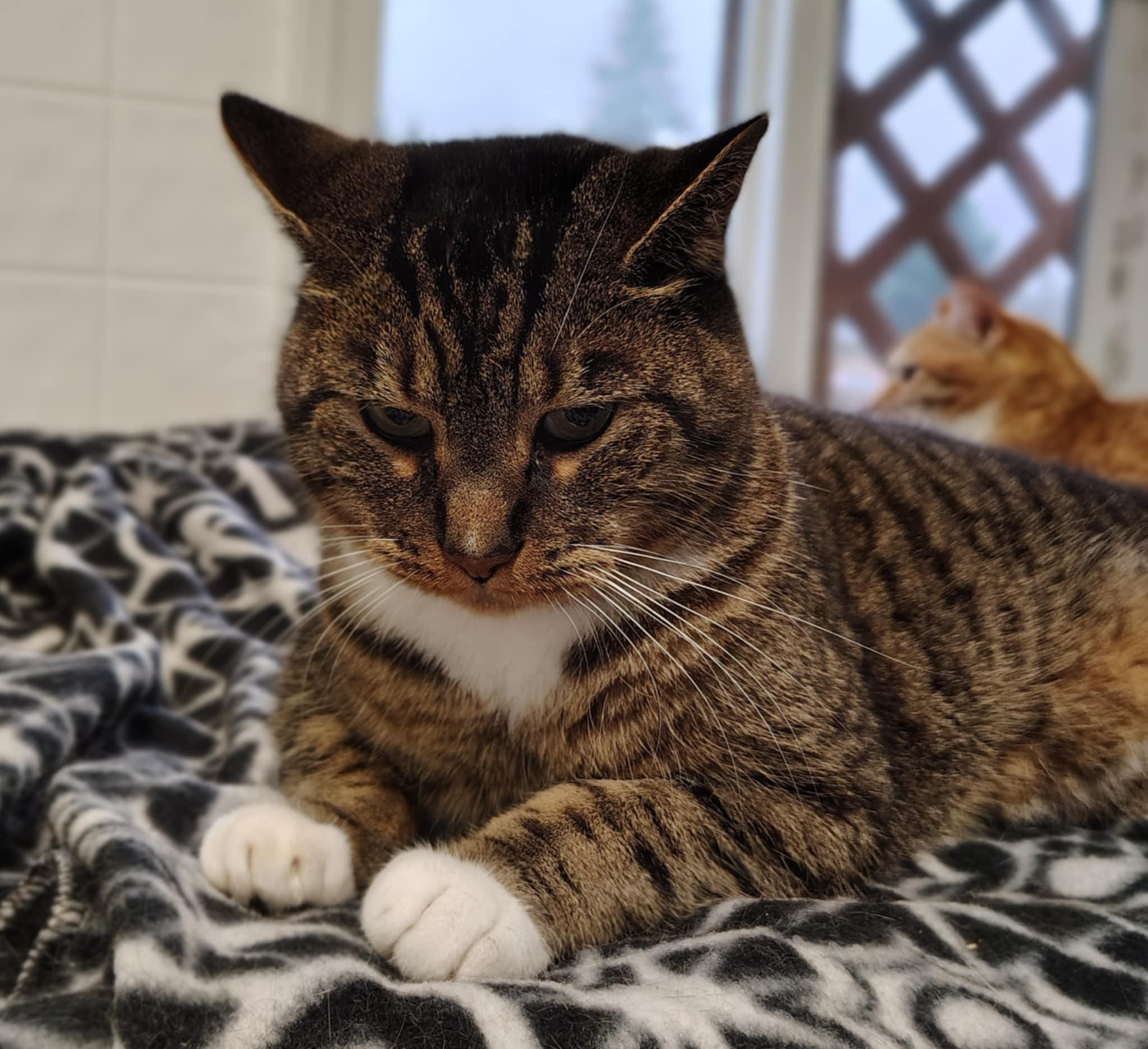 Hamilton, a Adoptable mixed breed in Oakville, WA image 2/4