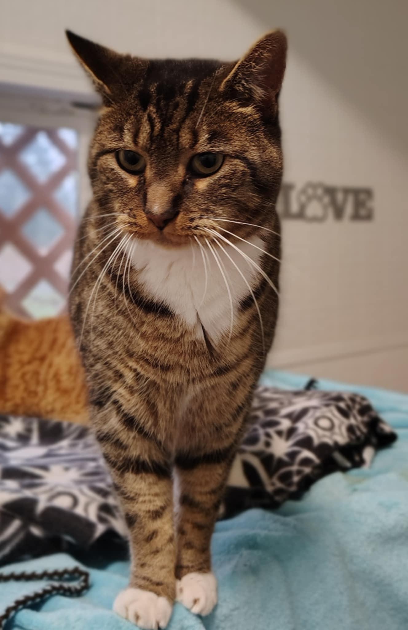 Hamilton, Adoptable, Adult Male Domestic Short Hair.