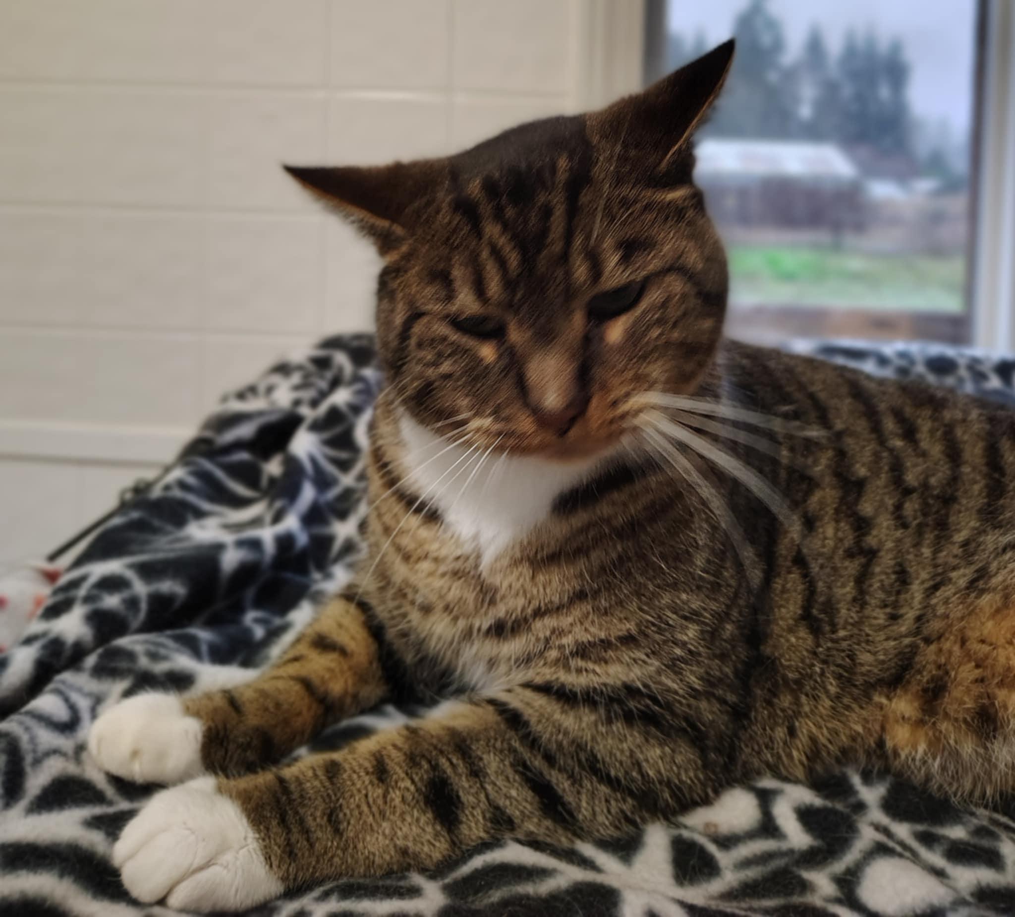 Hamilton, a Adoptable mixed breed in Oakville, WA image 4/4