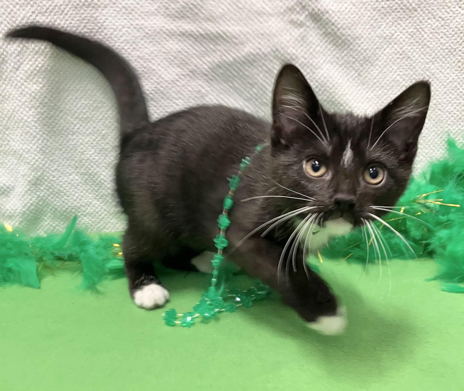 Weasel — thumbnail 2