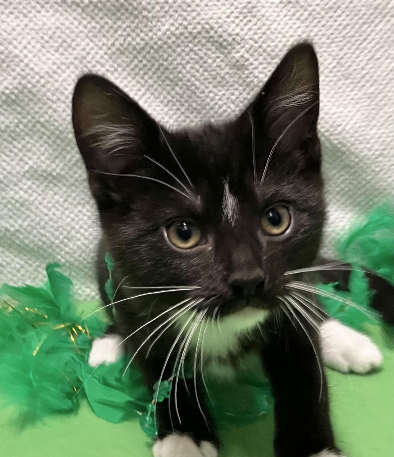 Weasel — thumbnail 3