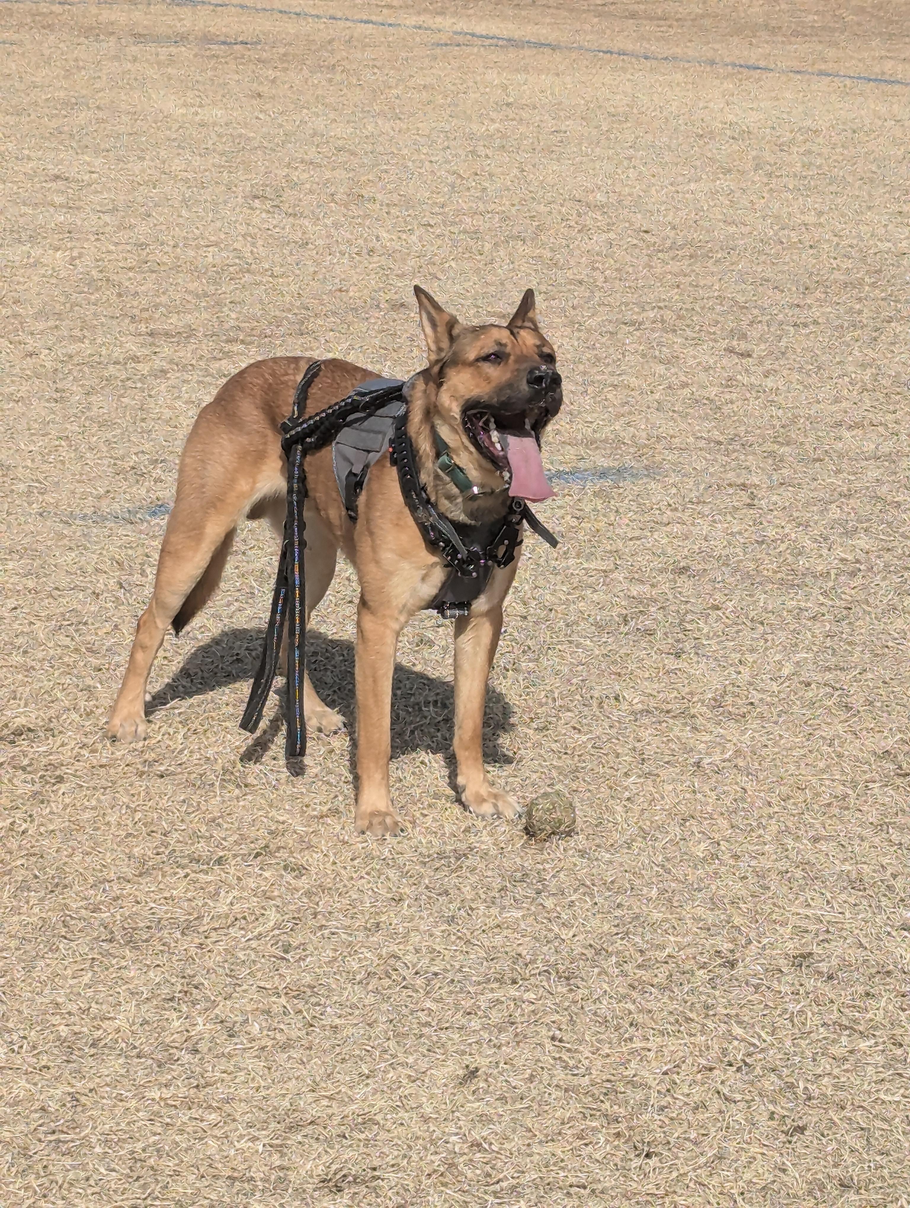 Copper, ADOPTABLE, Adult Male German Shepherd Dog.