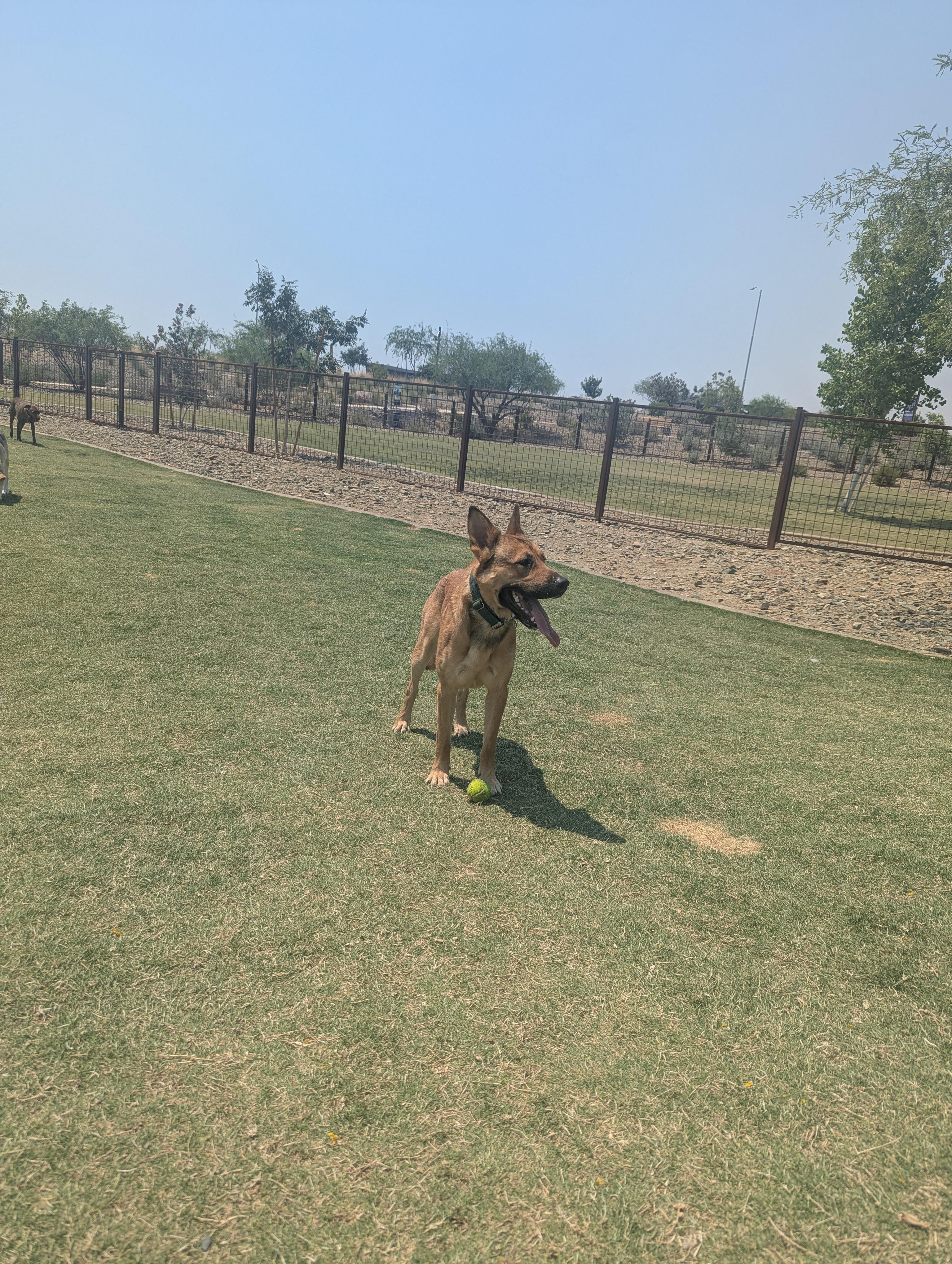 Enlarge Copper, a ADOPTABLE mixed breed in Yarnell, AZ image 3/4