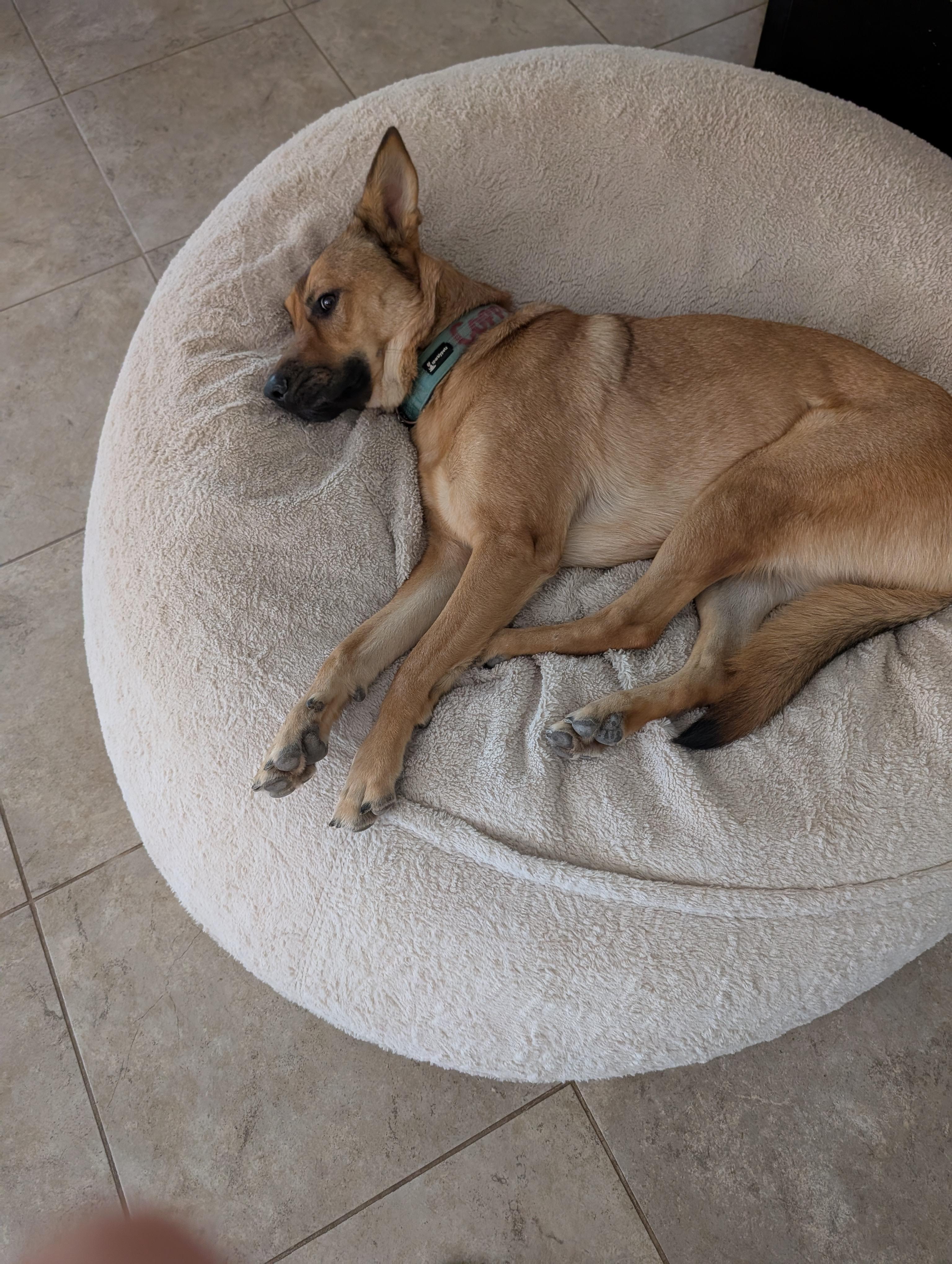 Enlarge Copper, a ADOPTABLE mixed breed in Yarnell, AZ image 2/4